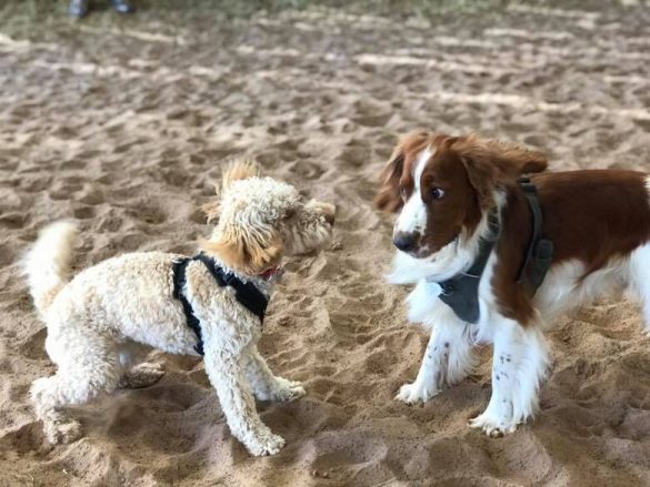 Ceri and Lolo communicating