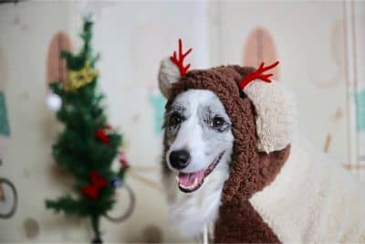 Twelve Doggy Days of Christmas