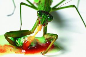 Praying mantis eating a caterpillar