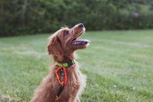 A Few Tips - Reed Shepherd dog