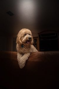 Dog on sofa