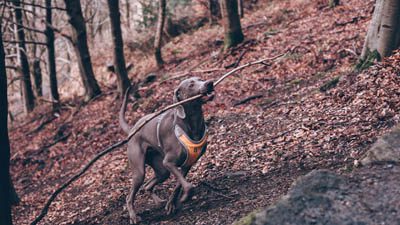 Dog in woods - Dog-Friendly Places in the UK