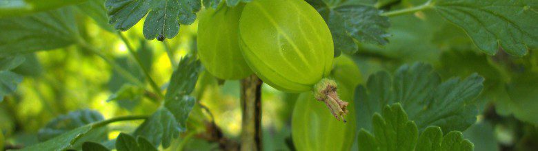 Prune gooseberries in January to encourage growth next summer