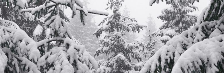 January Pruning Tips and Garden Care - Brush heavy snow off hedges and conifers