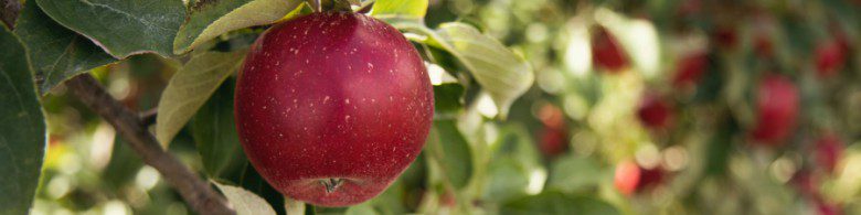 Order fruit trees ready for planting in spring