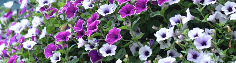January Pruning Tips and Garden Care - Deadhead winter pansies