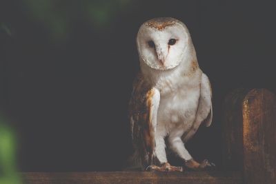 Barn Owl - The Wonders of Wales and More Fun Facts!