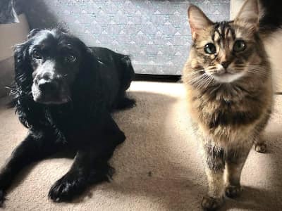 Your Cat and Dog: The Best of Friends!
