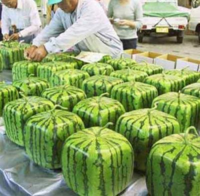 Square Watermelons - Families With 134 Members and Other Interesting Oddities!