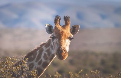Giraffe - Complain More, Live Longer And Other Weird Things!