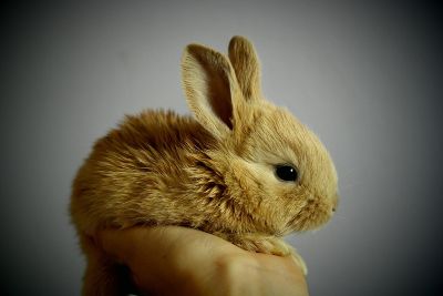 Rescue a pet rabbit