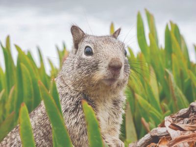Squirrel - Do You Know - 30 Fun Facts