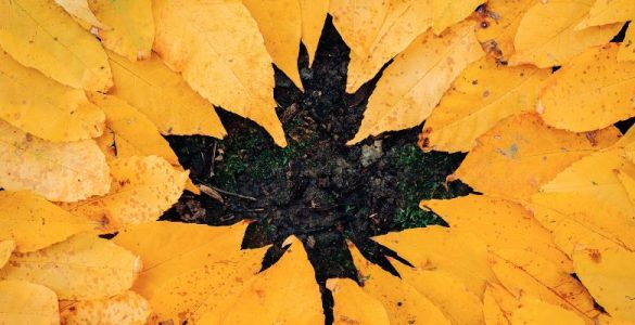 Autumn: Time to Let Go?