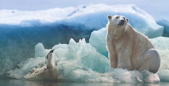 Banana Ketchup, Danish Bicycles and Lonely Guinea Pigs!