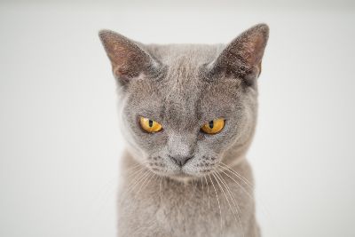 Angry cat
