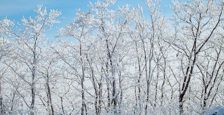 Identify Trees in Winter