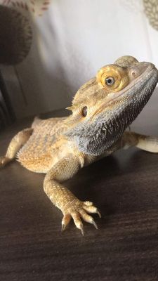 Ares the Bearded Dragon