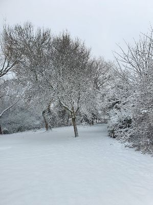 Errol Grant - snowy tree