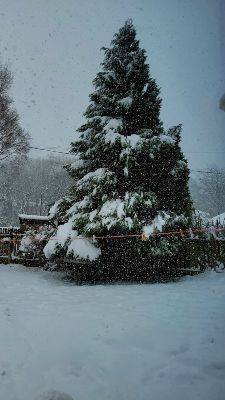 Gemma Lou snowy tree