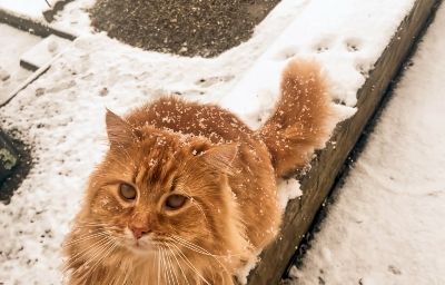 Pumpkin the cat in the snow