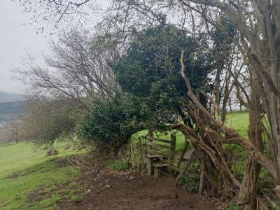 7. Step carefully around this fallen holly tree to reach the stile