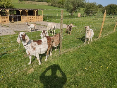 5. Goat enclosure