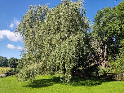 (3) The splendid Willow tree