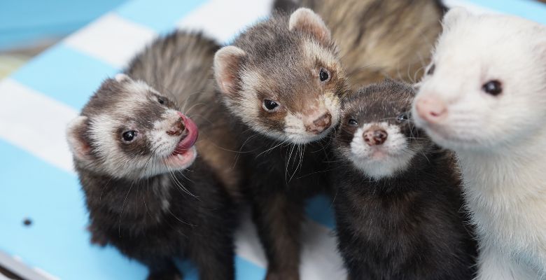 Guide To Ferrets Pets Love Wrexham