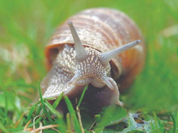 Snail - Pixabay