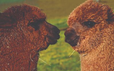 Alpacas