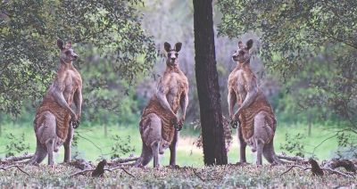 Kangaroos