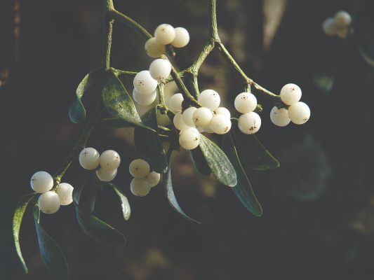 Mistletoe - image courtesy of Pixabay
