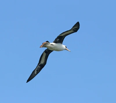 Albatross