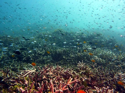 Great Barrier Reef