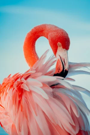 Flamingo photo by Edrick Krozendijk on Unsplash