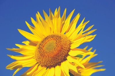 sunflower - Pixabay