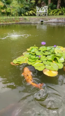 A garden pond with carp and lillies