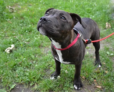 a dog on a lead on grass