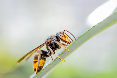 Hornet on a blade of grass