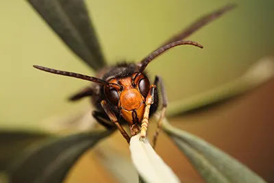 Hornet on a blade of grass