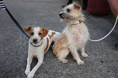 two dogs on leads
