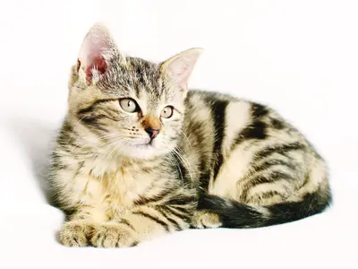 Tabby cat - Strange but true Food Science and Nature facts