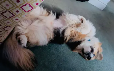 Cute Corgi waiting for a belly rub – Birthday Wishes for Wrexham Pets