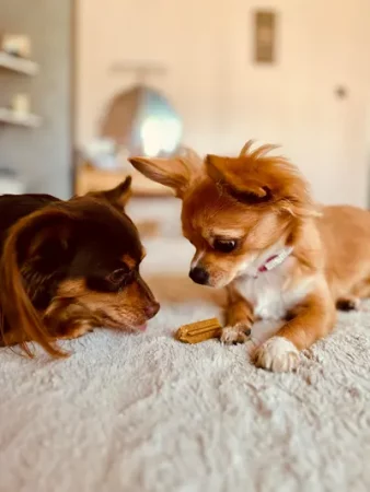 Two Chihuahuas examining a treat on a cosy rug - What Makes A Good Treat For Your Dog