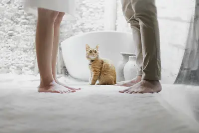 A cat stares up at a couple arguing in an attractive bathroom - Your Biggest Asset in Divorce Is Your Pension