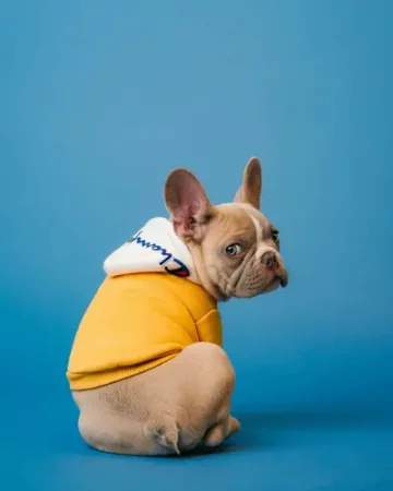 French bulldog in designer jacket looks at you comically over its shoulder - Choosing the Best Dog Accessories for Your Canine Companion