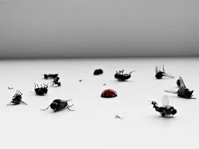 A tabletop of dead insects - Keeping Your Home Healthy and Pest-Free
