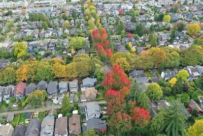 An aerial view of a residential neighbourhood in autumn, with rows of houses separated by trees showing red, orange and yellow foliage - The Benefits of Trees in Urban and Suburban Settings