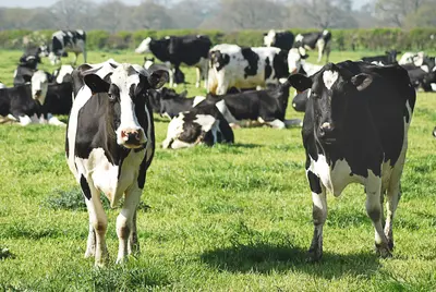 Two black-and-white Holstein cows stand in the foreground of a grassy field, looking directly at the camera, with a larger herd behind them – some grazing, others lying down in the grass. A hedge line and trees form a soft, blurred backdrop under an overcast sky - Protecting Local Properties and Livestock