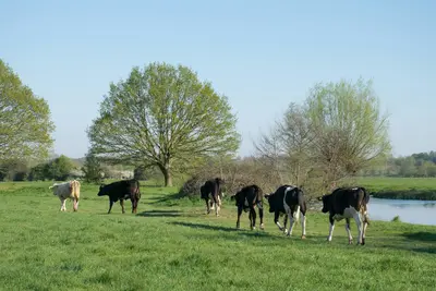 Cattle grazing in green riverside field with trees - Creating a Safe and Thriving Outdoor Space for Livestock